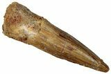 Juvenile Fossil Spinosaurus Tooth - Real Dinosaur Tooth #289813-1